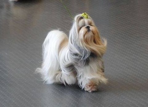 CH. Zen-pa von Lao Tingri - Exc. 1er, CAC VDH, CAC-VK, R-CACIB