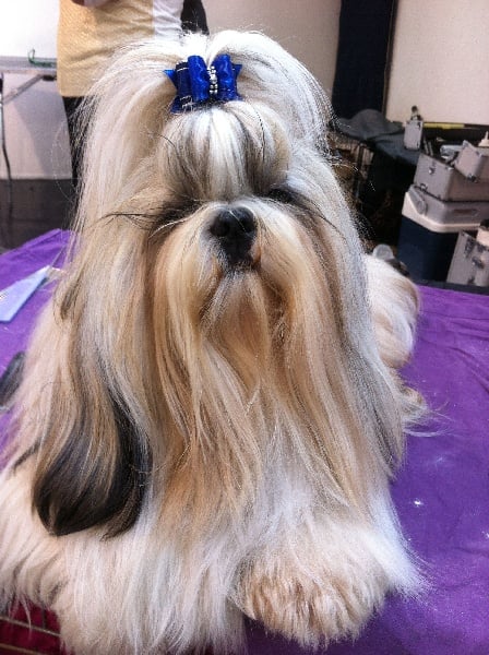 CH. Zen-pa von Lao Tingri - Excellent 2ème, Reserve CACA