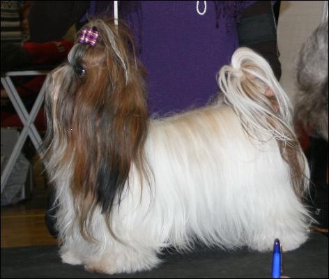 Venus von Lao Tingri - Excellent 2ème R-CAC Jeune