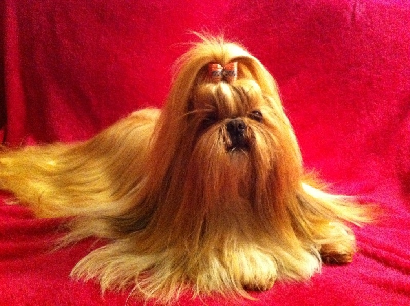 CH. Anjou du Golden Palace - Exc.1ère, CAC en classe Champion