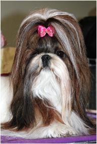 Venus von Lao Tingri - Excellent