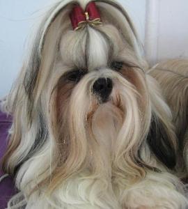 CH. Zen-pa von Lao Tingri - Excellent 1èr, CAC-VDH, CAC-ISTC, CACIB, BOS