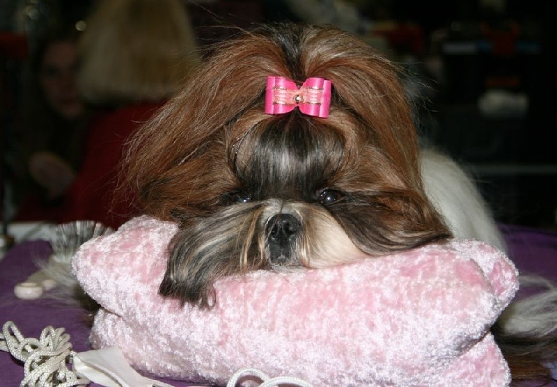 Venus von Lao Tingri - Excellent 2ème, Reserve CAC