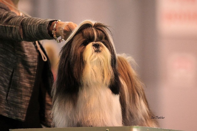 CH. Ang-ki von Lao Tingri - The winner in the Yearling class CRUFTS 2014