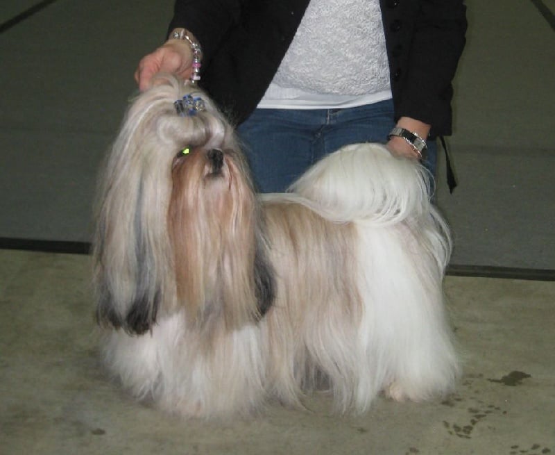 CH. Zen-pa von Lao Tingri - Excellent 1èr, CAC-VDH, CAC-VK, R-CACIB