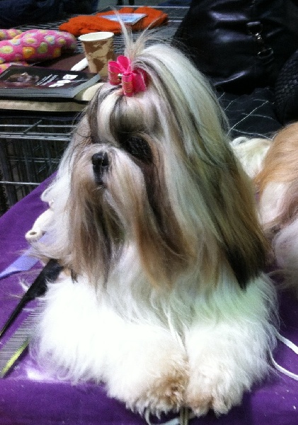 CH. Zhen-lin von Lao Tingri - Exc. 3ème