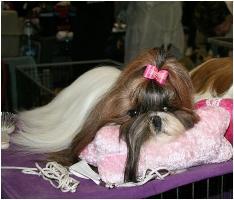 Venus von Lao Tingri - TB 2ème