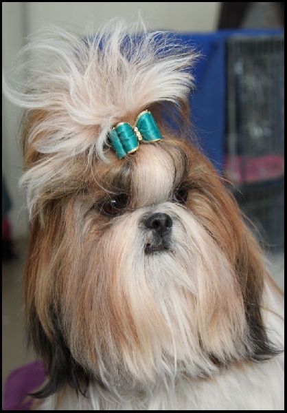 CH. colorio Zsazsa gabor - Excellent 1ère CAC jeune, Meilleur jeune