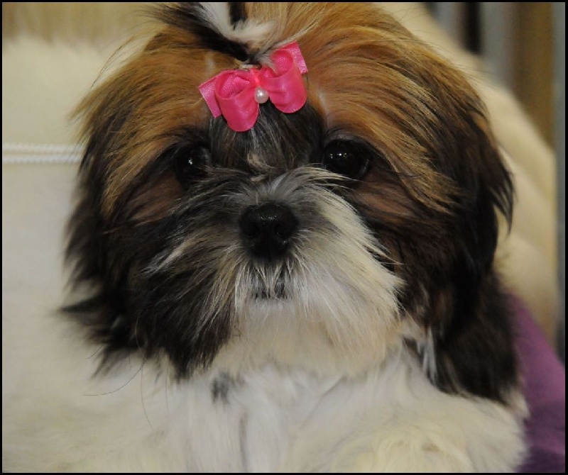 Venus von Lao Tingri - Très Prometteur 1ère, Meilleur Bébé