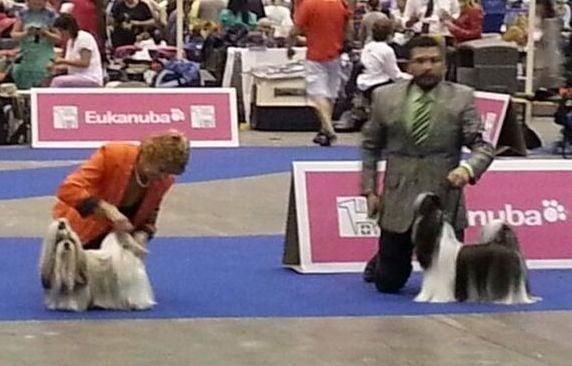 CH. Zen-pa von Lao Tingri - Exc. 2èm, R-CAC derrière le WorldWinner 2012