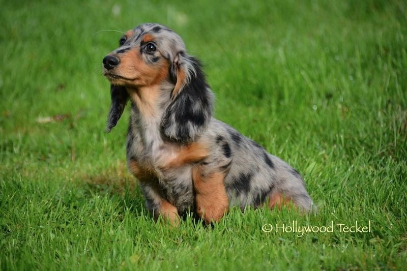 Publication : d'Hollywood Teckel Auteur : Manuela LP