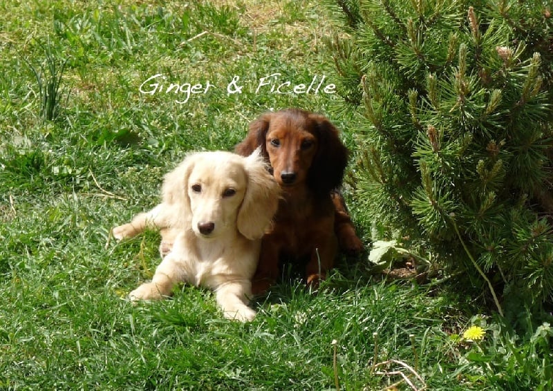 Publication : d'Hollywood Teckel