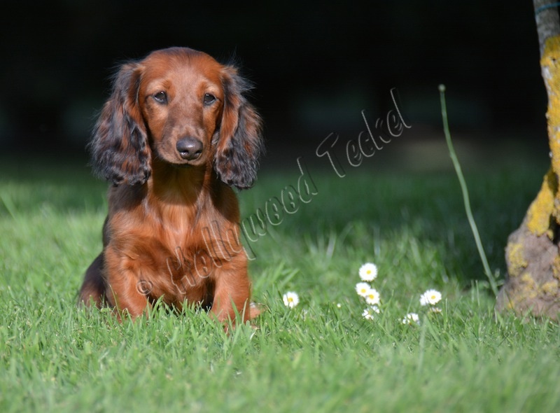 Publication : d'Hollywood Teckel