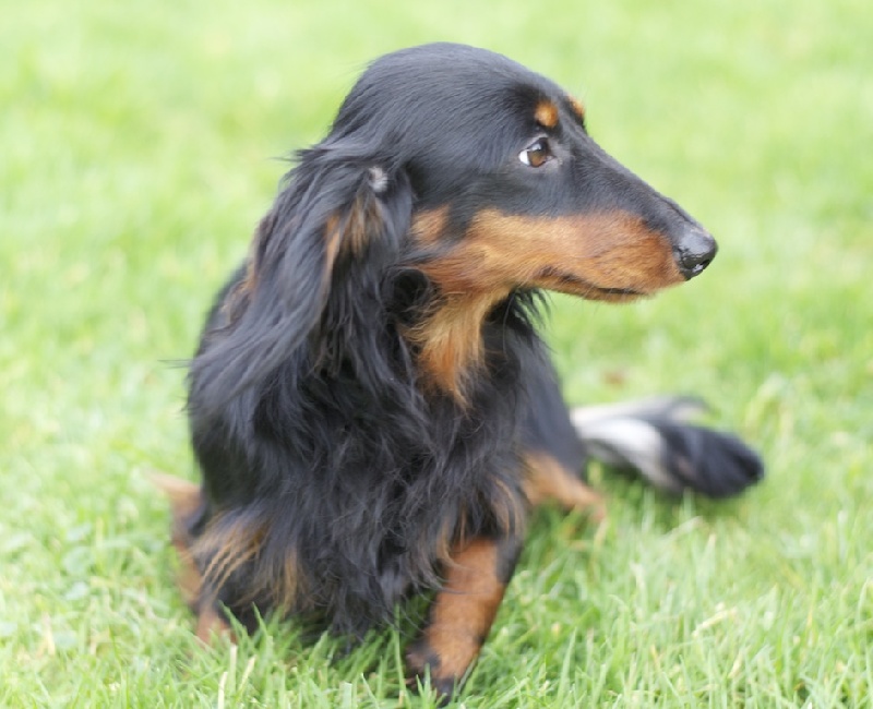 Publication : d'Hollywood Teckel