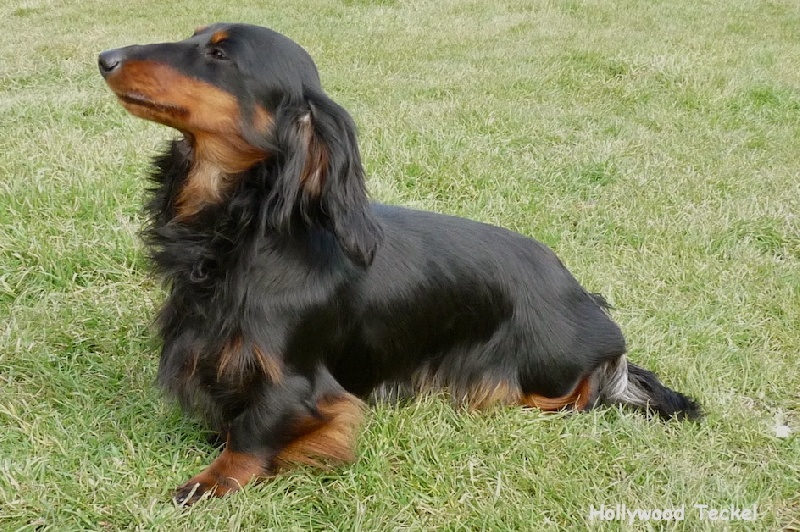 Publication : d'Hollywood Teckel