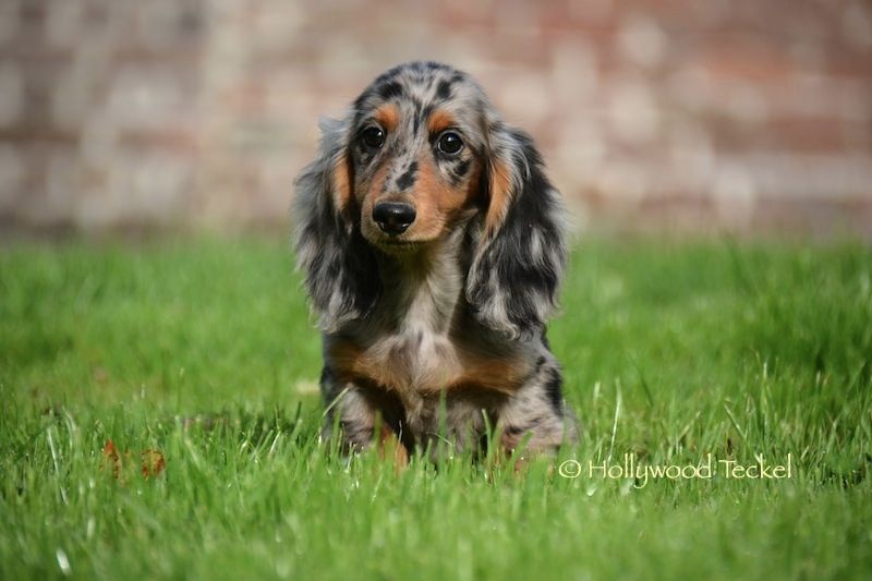 Publication : d'Hollywood Teckel Auteur : Manuela LP