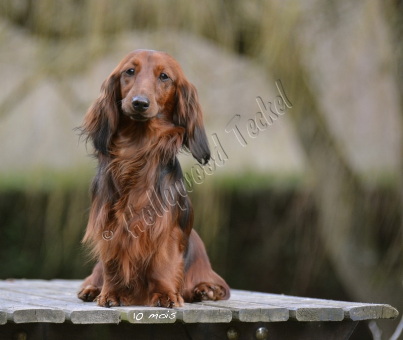 Publication : d'Hollywood Teckel