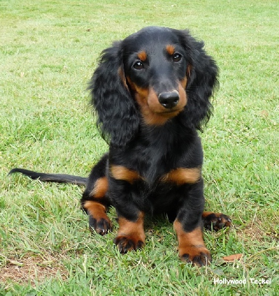 Publication : d'Hollywood Teckel