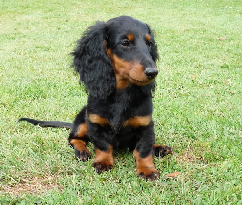 Publication : d'Hollywood Teckel