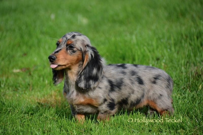 Publication : d'Hollywood Teckel Auteur : Manuela LP