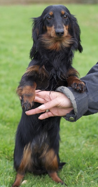 Publication : d'Hollywood Teckel