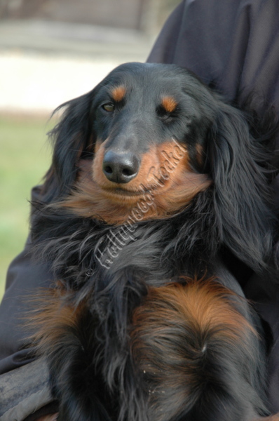 Publication : d'Hollywood Teckel