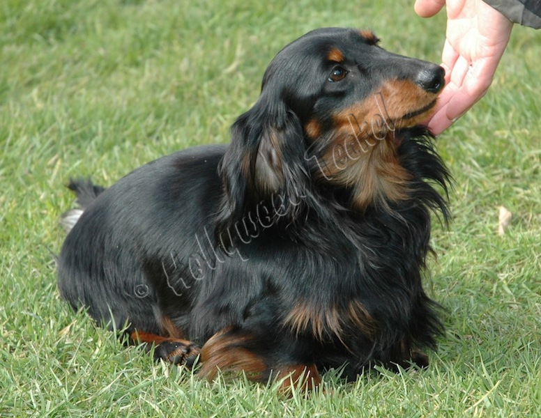 Publication : d'Hollywood Teckel