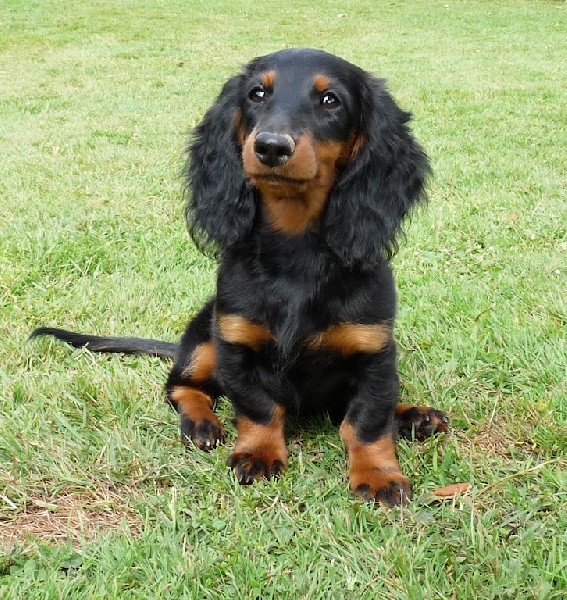 Publication : d'Hollywood Teckel