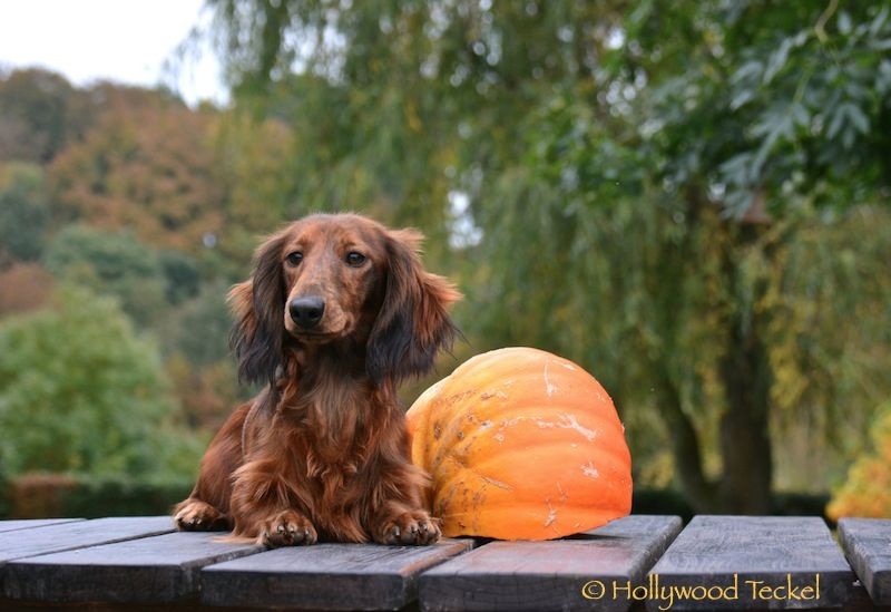 Magic d'Hollywood Teckel - 1er Excellent, Meilleur Jeune de race !!