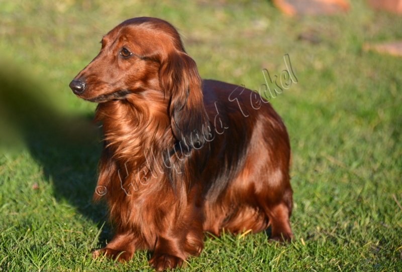 In love d'Hollywood Teckel - 1 ère excellent CACS CACIB