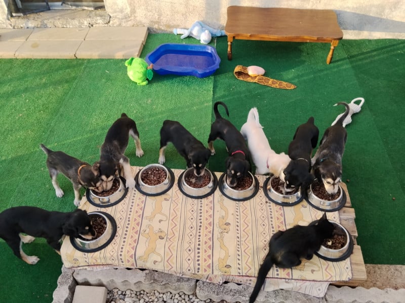 Saluki - des Messagers de Khandah'Hare