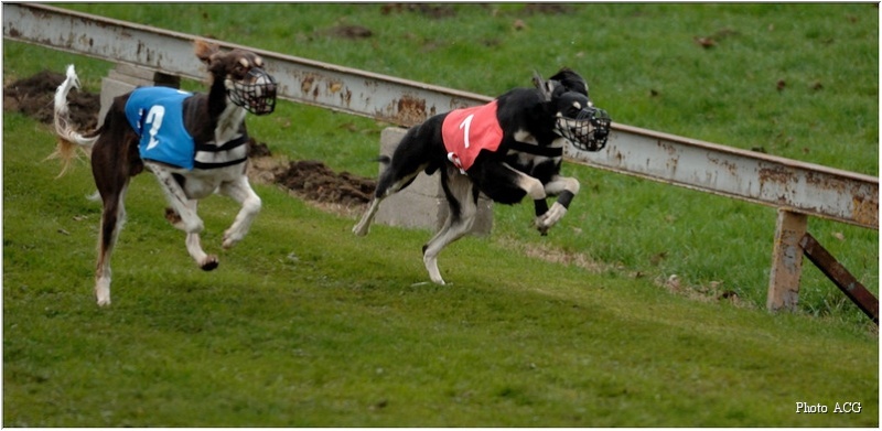 CH. dioskury Viceroy de khandak'hare - 2ème exc RCACT