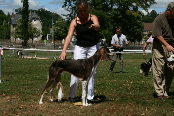 CH. dioskury Viceroy de khandak'hare - 1er exc RCAC RCACIB
