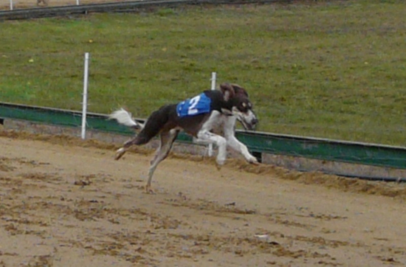 CH. dioskury Viceroy de khandak'hare - 1er exc CACT