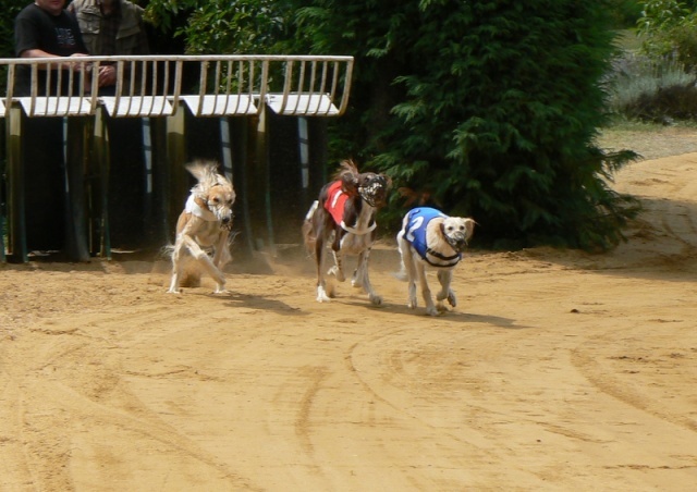 CH. dioskury Viceroy de khandak'hare - 1 er exc CACT