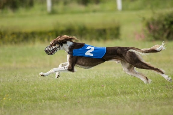 CH. dioskury Viceroy de khandak'hare - 5ème EXC