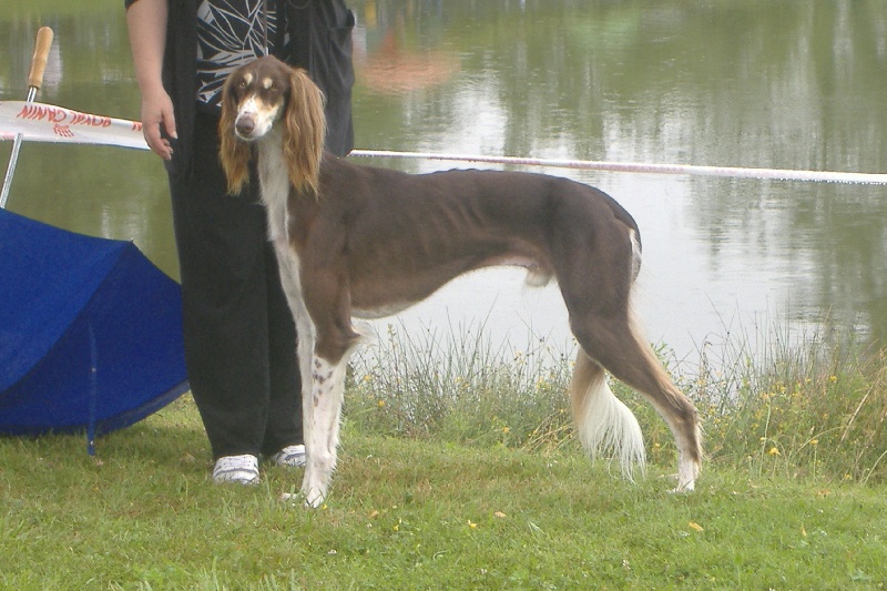 CH. dioskury Viceroy de khandak'hare - 1 er exc CAC BOB