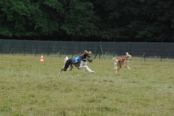 CH. dioskury Viceroy de khandak'hare - 2ème exc RCACP