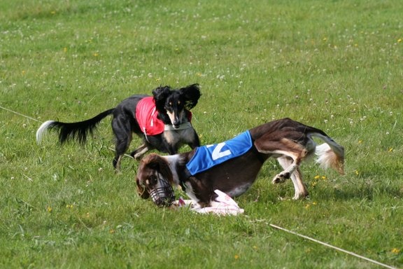 CH. dioskury Viceroy de khandak'hare - 6ème exc