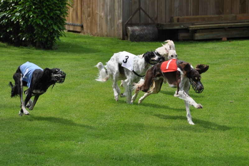 CH. dioskury Viceroy de khandak'hare - 1er exc CACT Ch de France