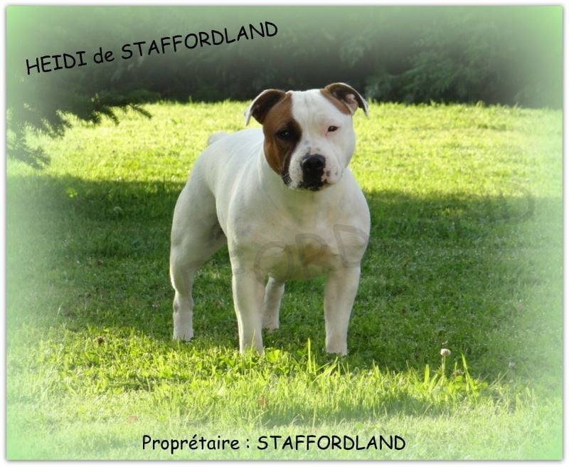Staffordland Heidi