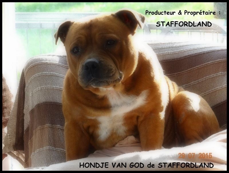 Staffordland Hondje van god