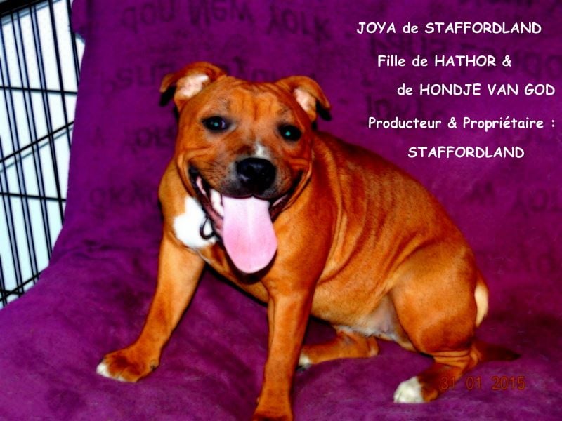 Staffordland Joya