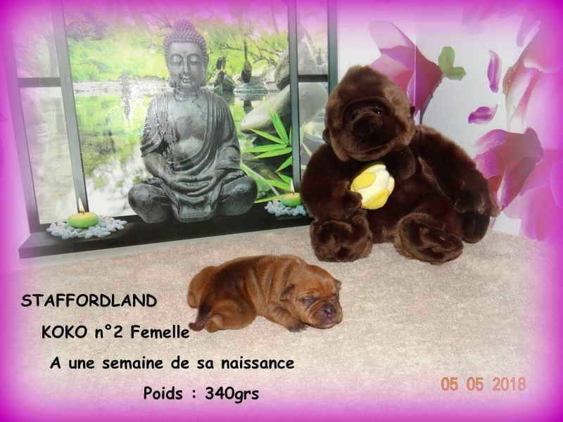 Staffordland Owo nipa