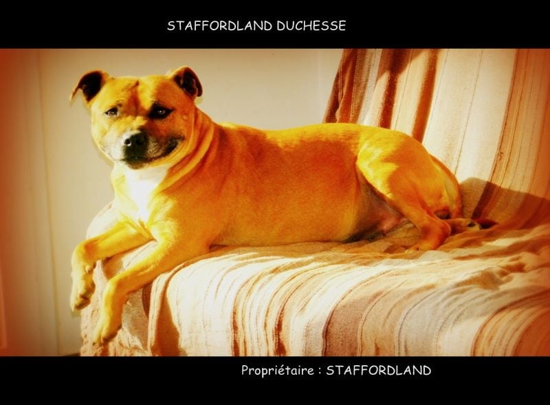 Staffordland Duchesse