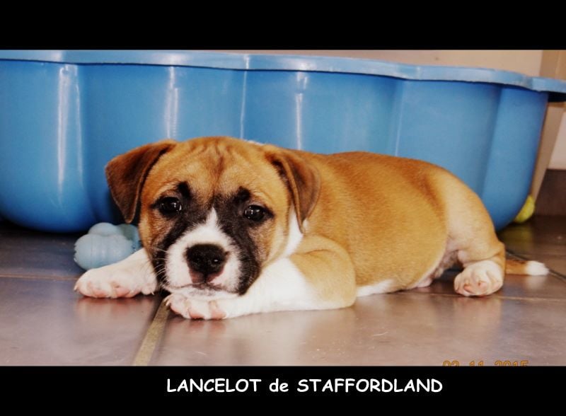 Staffordland Lancelot