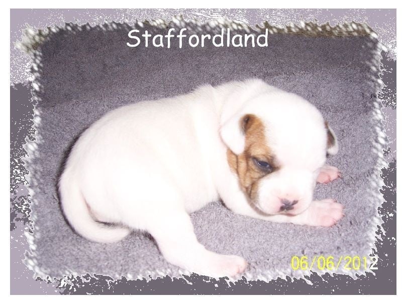 Staffordland Heidi
