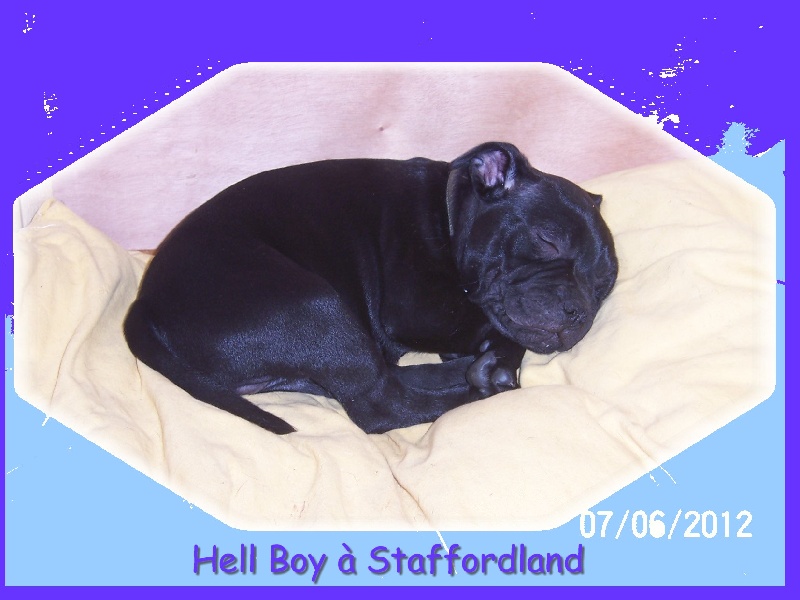 black shamrock Hell-boy