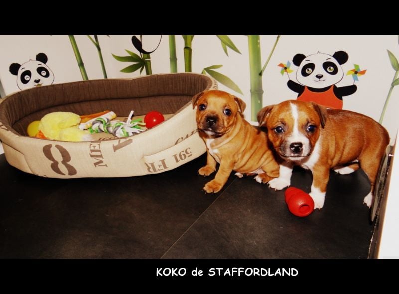 Staffordland Owo nipa