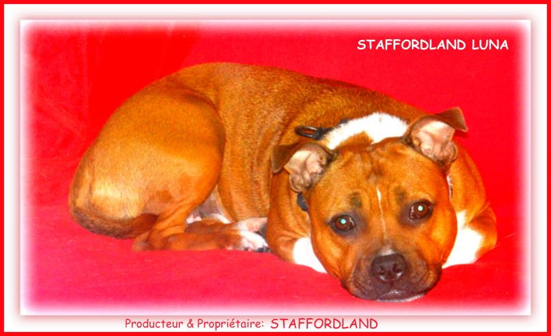 Staffordland Luna